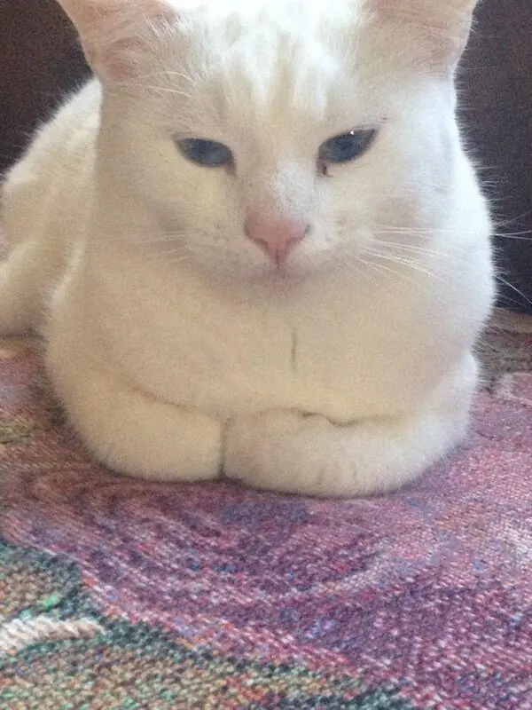 gatos