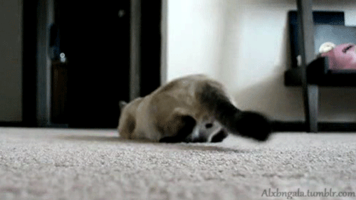 Animales