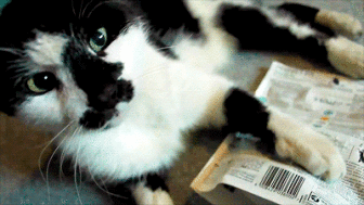 gatos