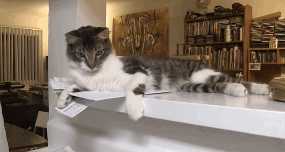 gatos