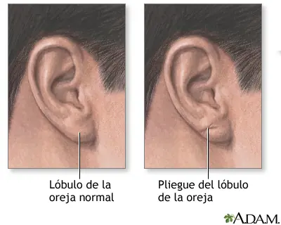 cuerpo humano