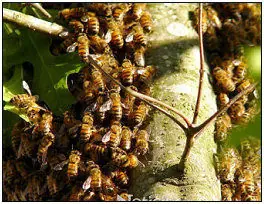 abejas