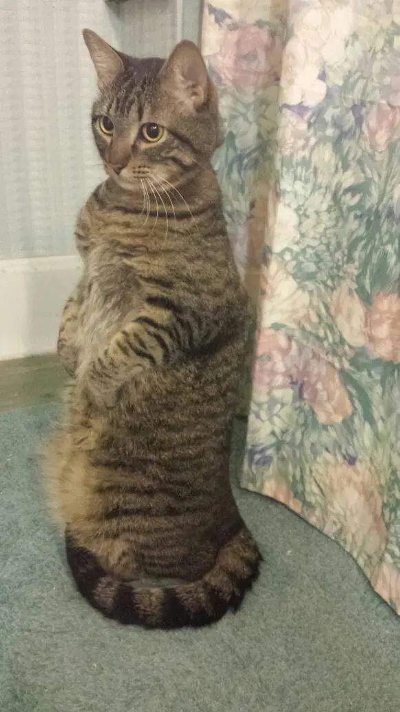 gatos