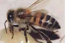 la abeja africana