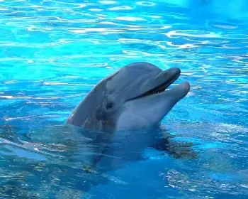 Delfines salvan a personas porque entienden su peligro