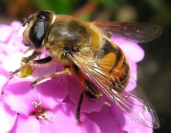 venenoso