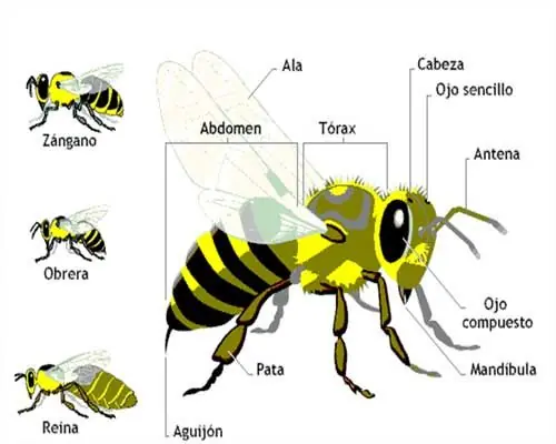 apicultura
