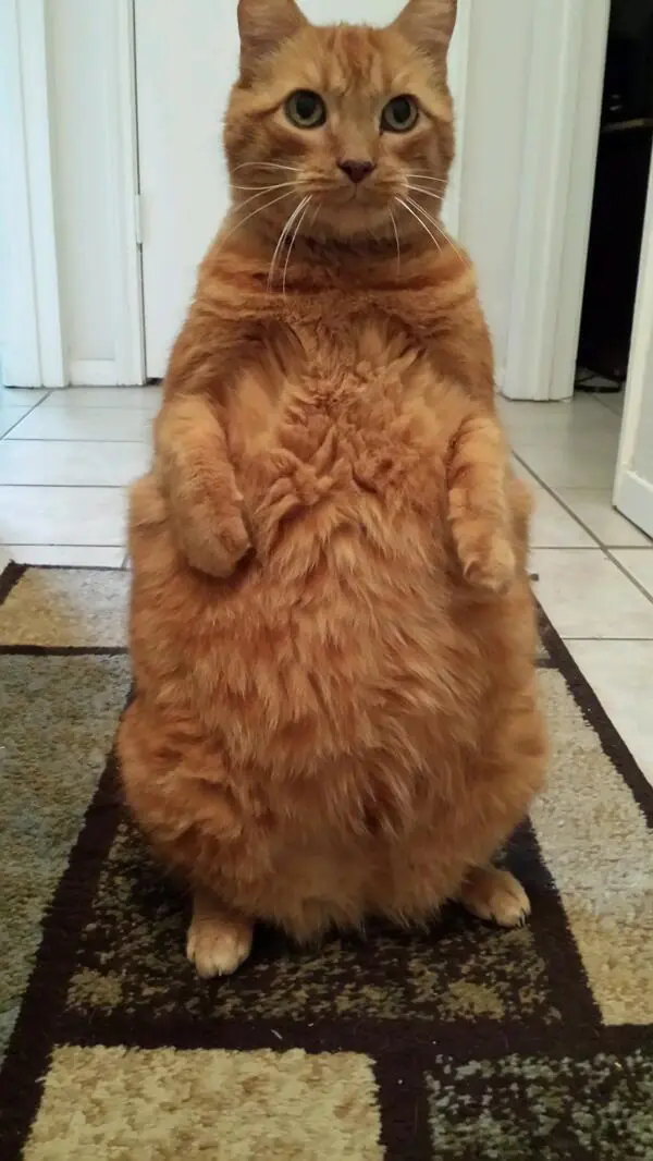 cats