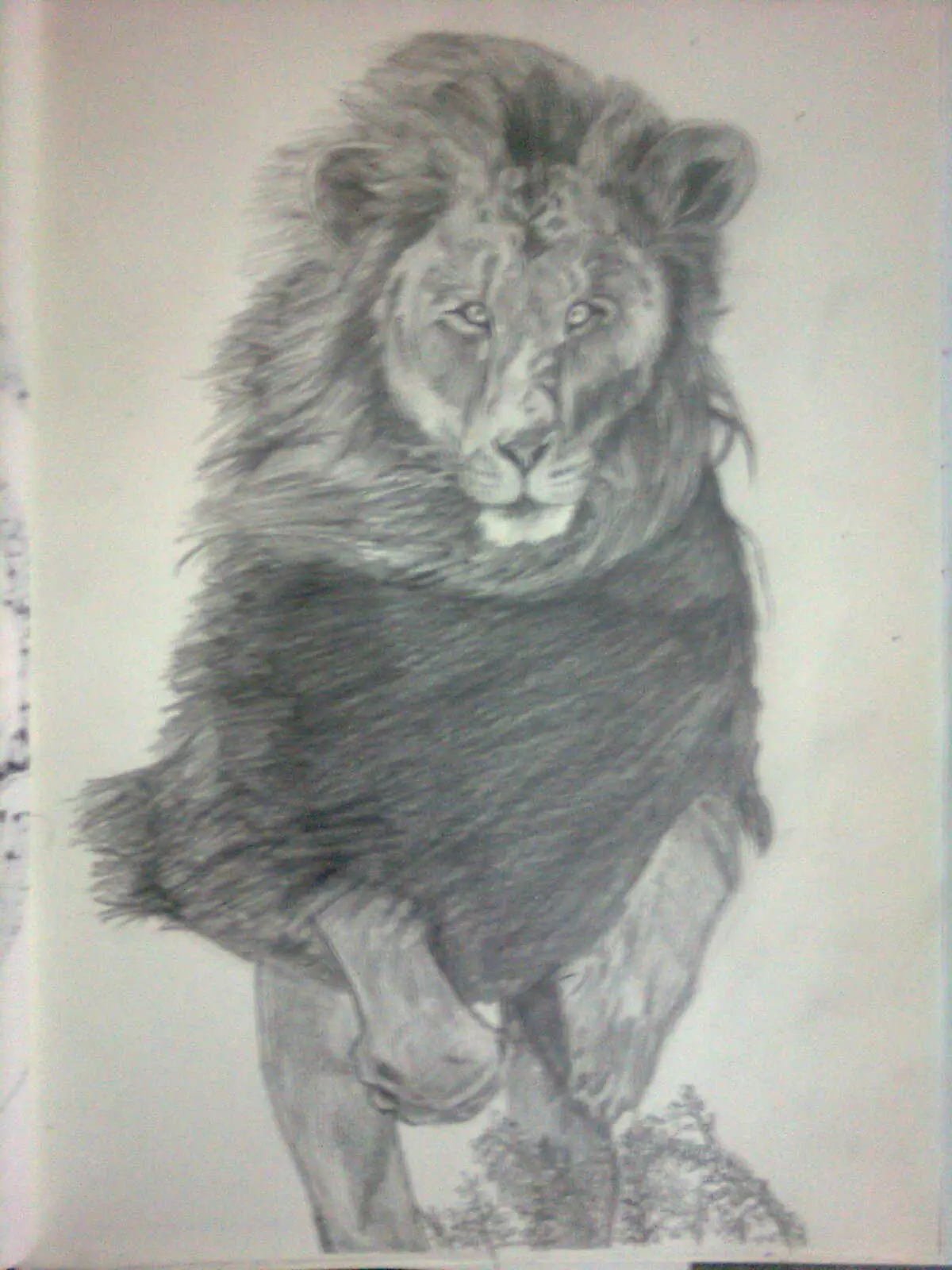 felino