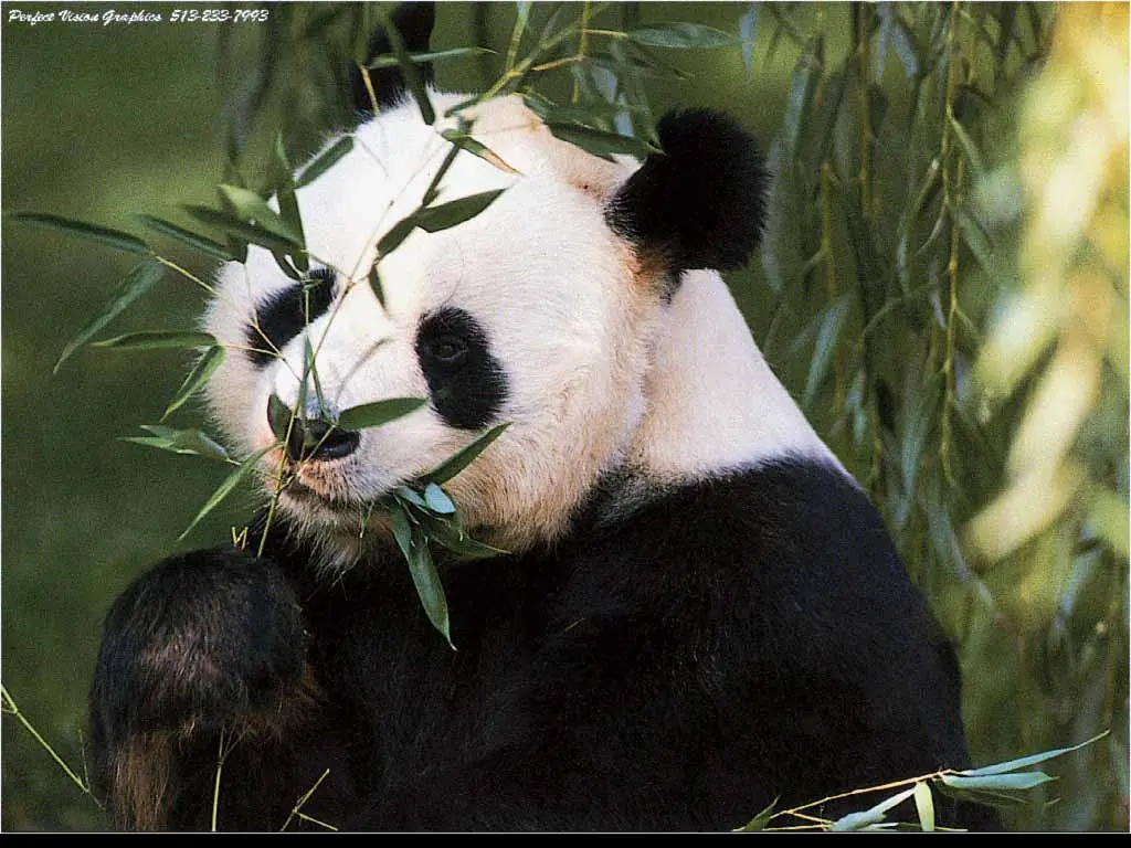 top 10 de animales en peligro