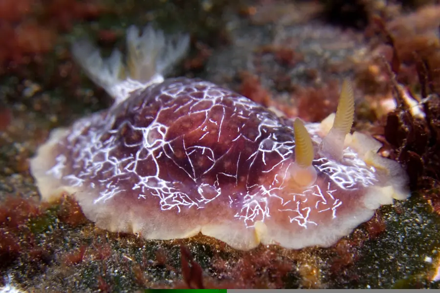 Nudibranquios: bellas pero peligrosas criaturas marinas
