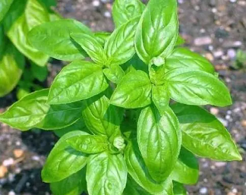 La Albahaca: origen y usos