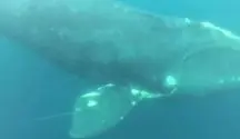 Pescadores rescatan a una ballena