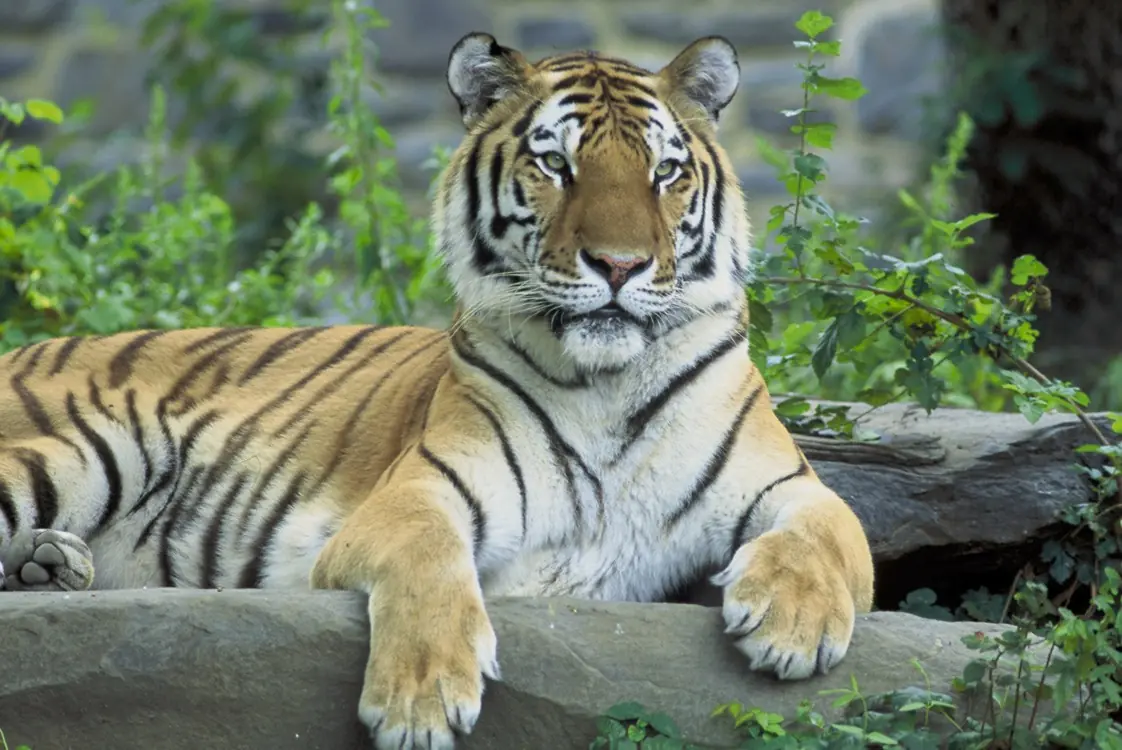 Top 10: especies en peligro de extinción durante 2010