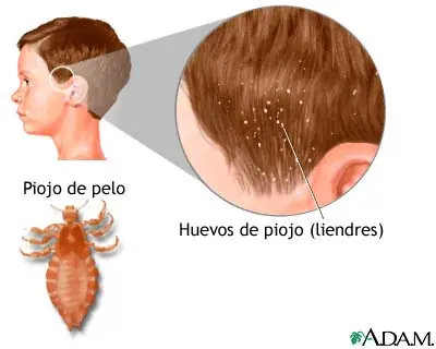 biologia