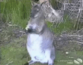 asiendo algo de mi vida  y gif para ustedes !!