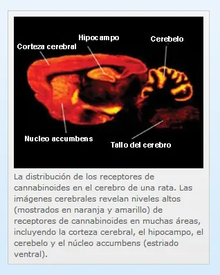 ¿Cómo afecta la marihuana al cerebro y al resto del cuerpo