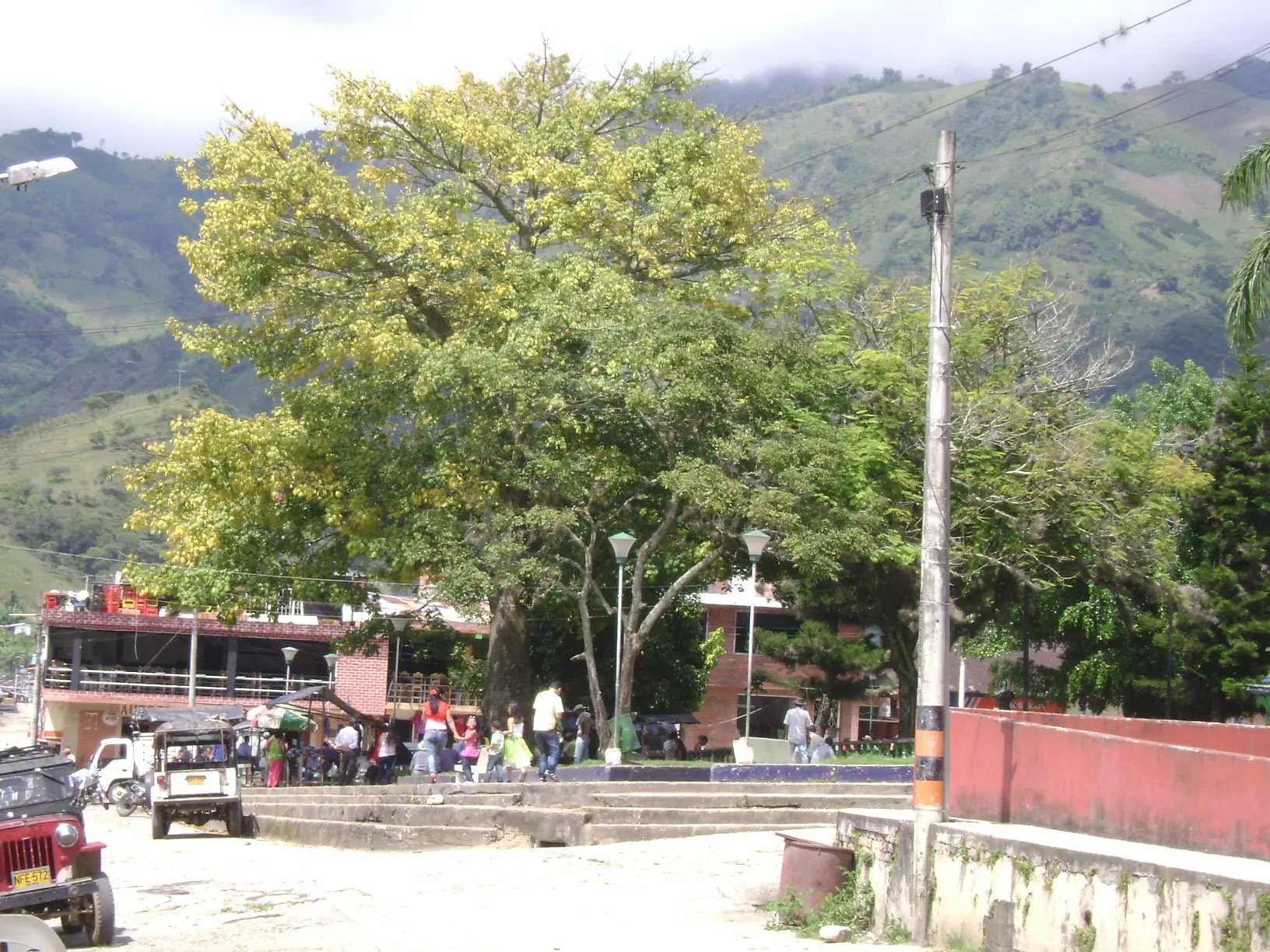 Las Ceibas En Nuestros Parques