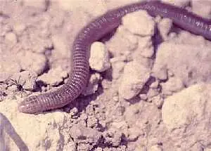 culebrilla