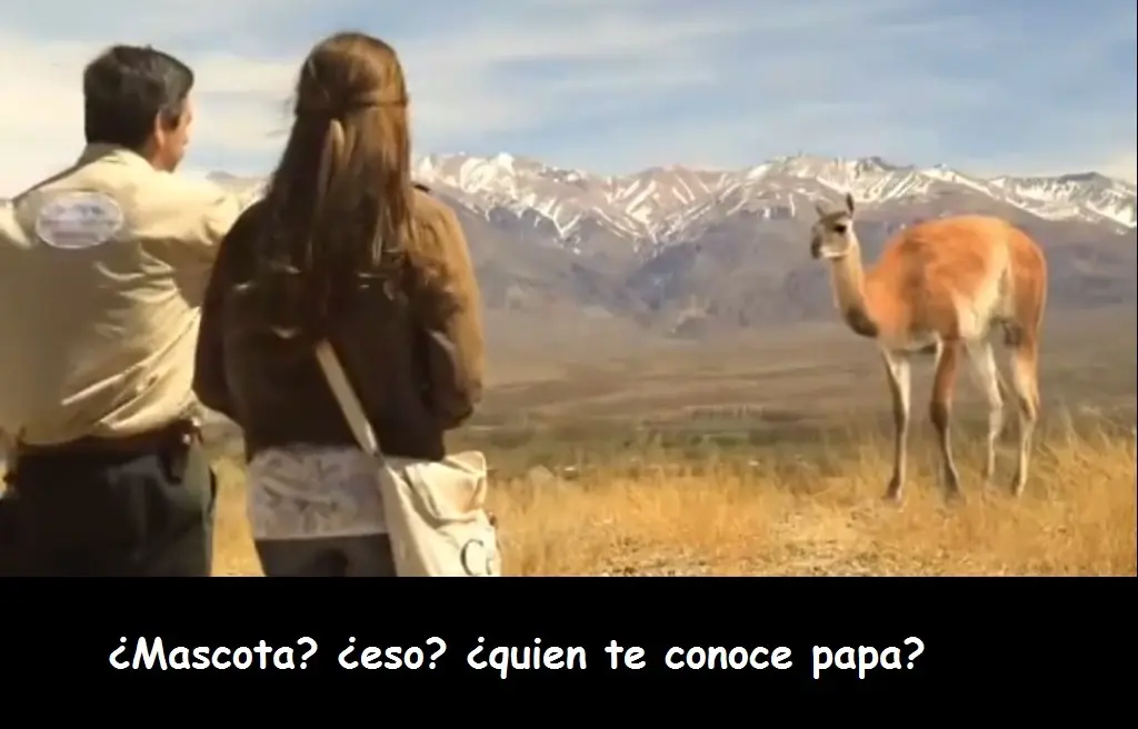 papa