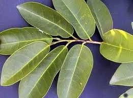guanaba