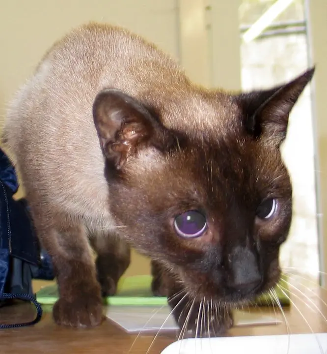 10 Datos interesantes  sobre los gatos