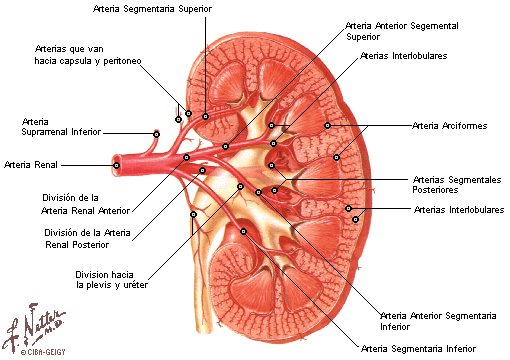 Insuficiencia Renal (IR)!! Una cura casi Imposible