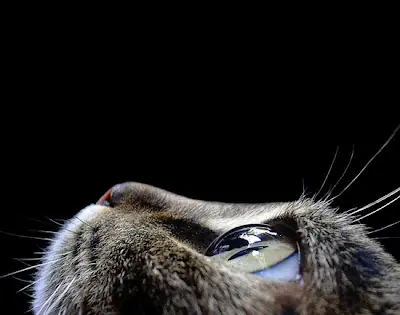 gatos
