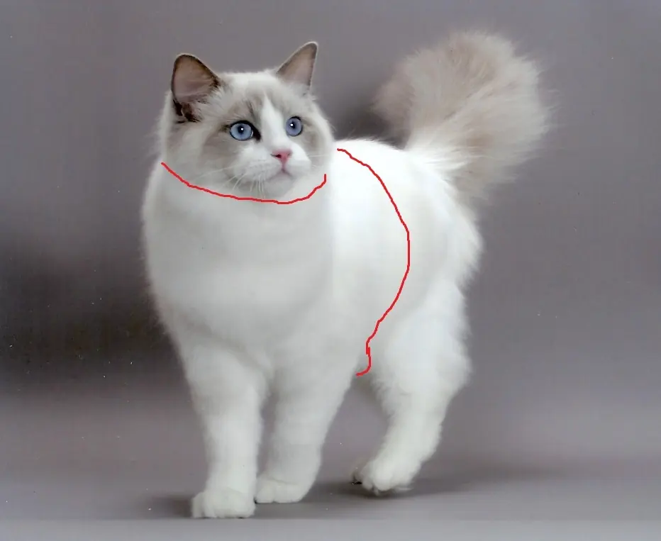 Hacer un arnés para gatos +10 si lo hacés