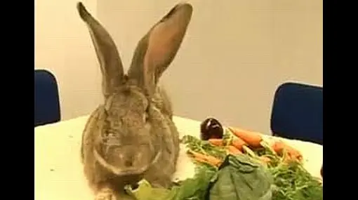 El conejo más grande del mundo