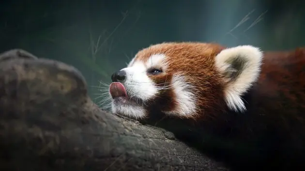 El Mundo Esta Al Borde De Una Nueva Extinción Masiva