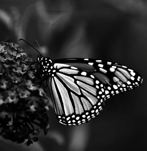 Recuerdos heridos (Poema de amor/Escrito)