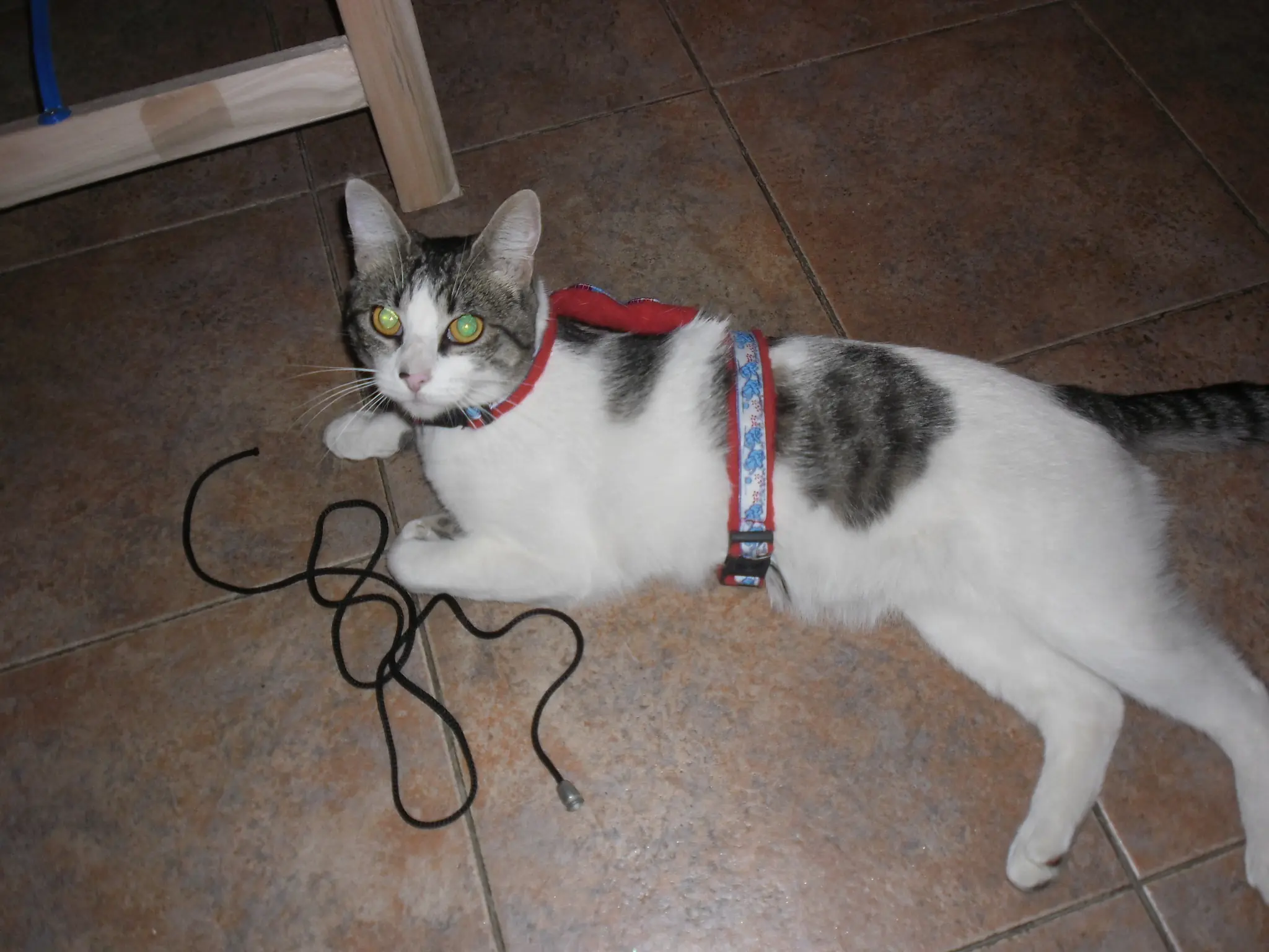 Hacer un arnés para gatos  +10 si lo hacés