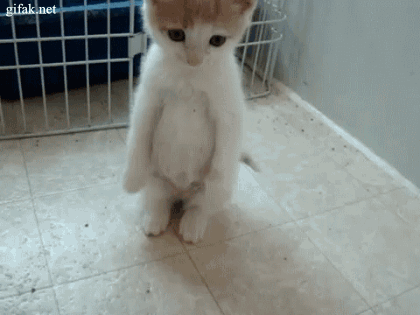 salvemos caturday