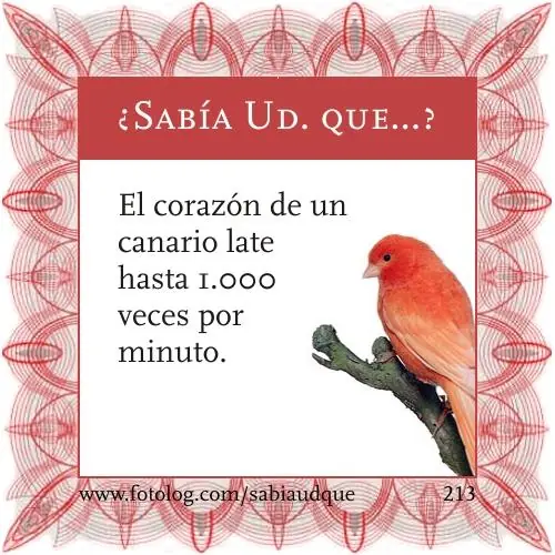 Sabia usted que? Datos curiosos sobre los animales