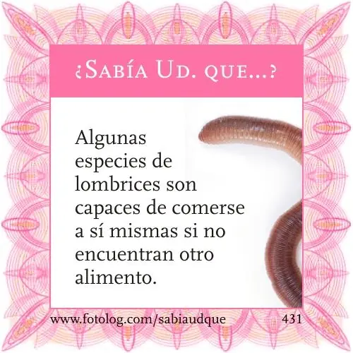 Sabia usted que? Datos curiosos sobre los animales