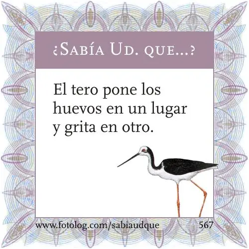 Sabia usted que? Datos curiosos sobre los animales