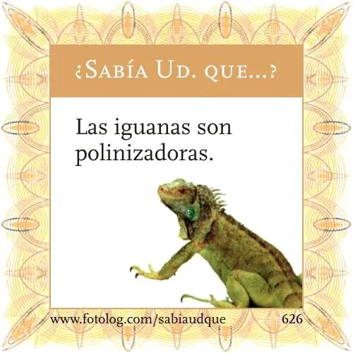 Sabia usted que? Datos curiosos sobre los animales