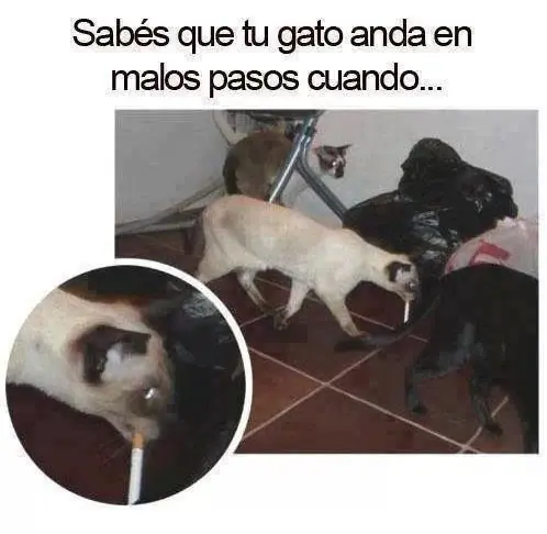 Gifs
