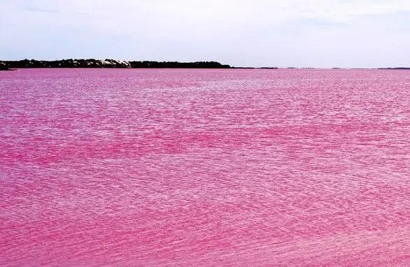 bonito
