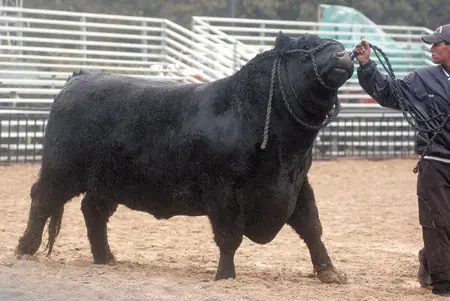 Inteligencia colectiva