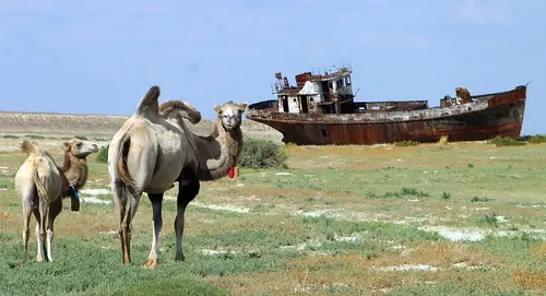 barcos