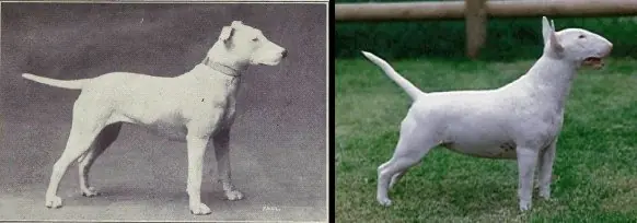 la selección genética ha arruinado a los perros