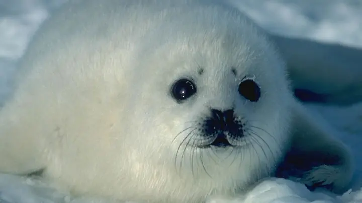 Focas en peligro de extinción