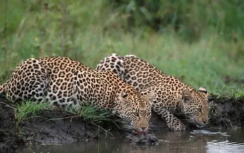 Animales