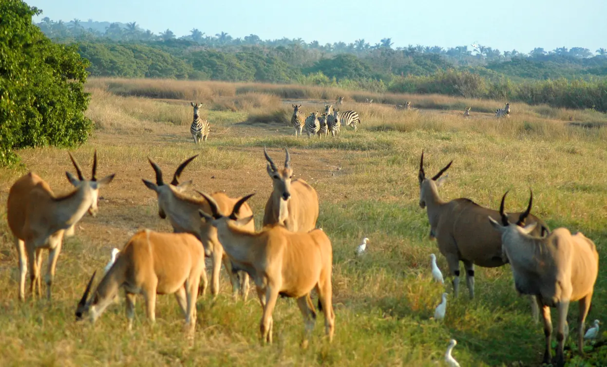 fauna