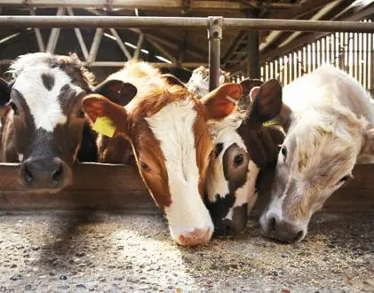 La Leche Argentina produce cáncer de colon, mamas y prósta