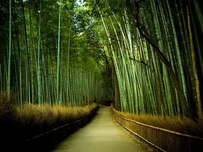 Varios Cuentos Japoneses.