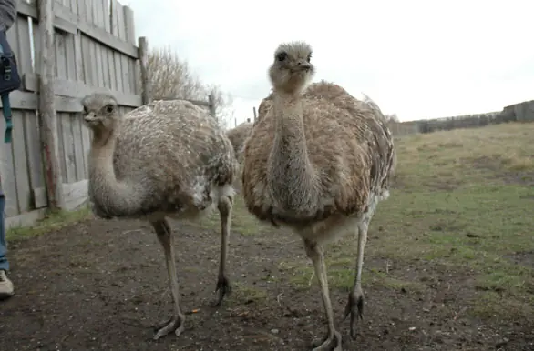 clases de aves