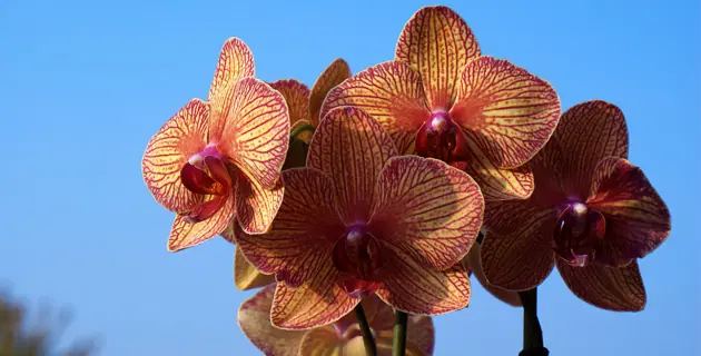 biosfera